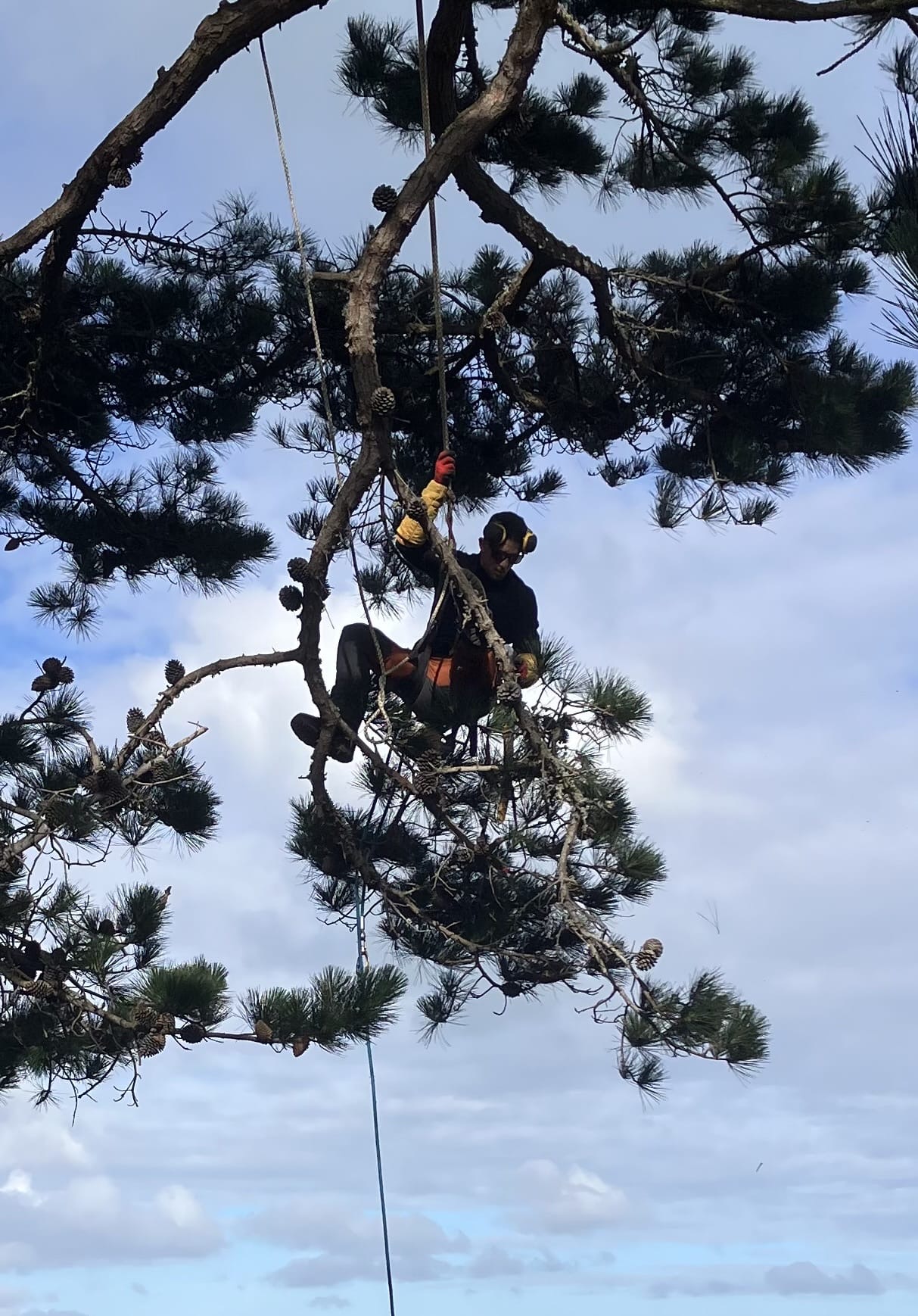 Chantier d'élagage en pleine campagne bretonne