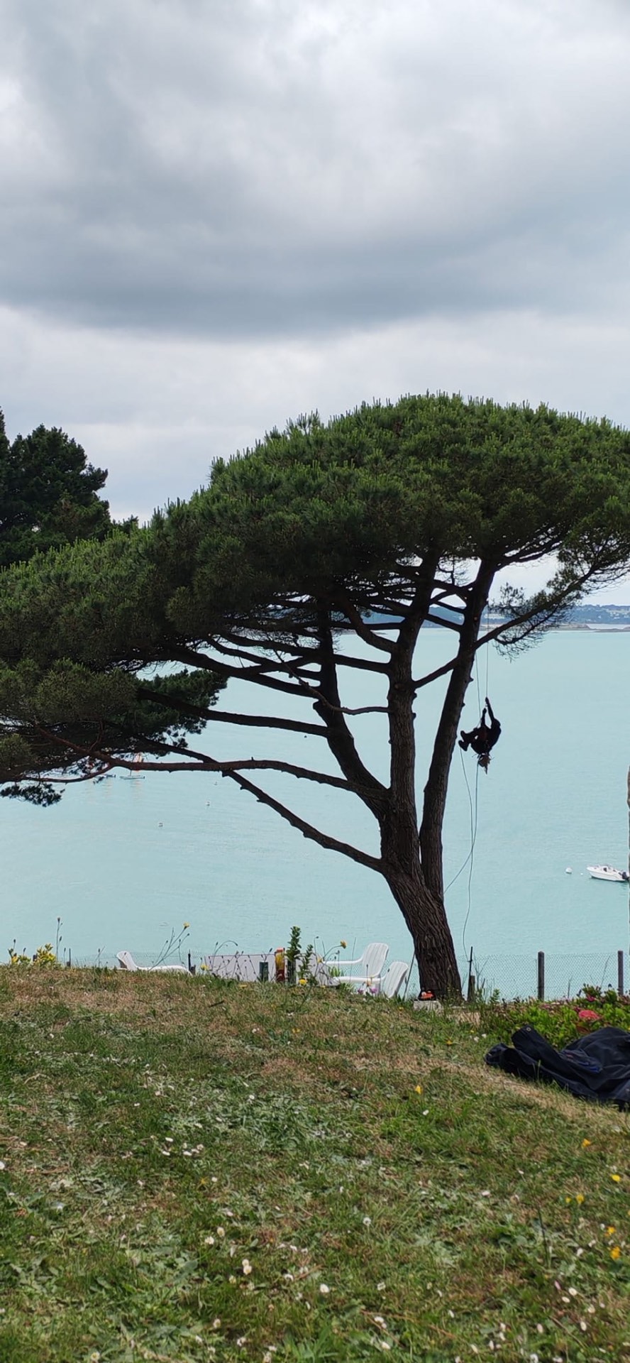 Taille raisonnée d'un arbre d'ornement en Ille-et-Vilaine