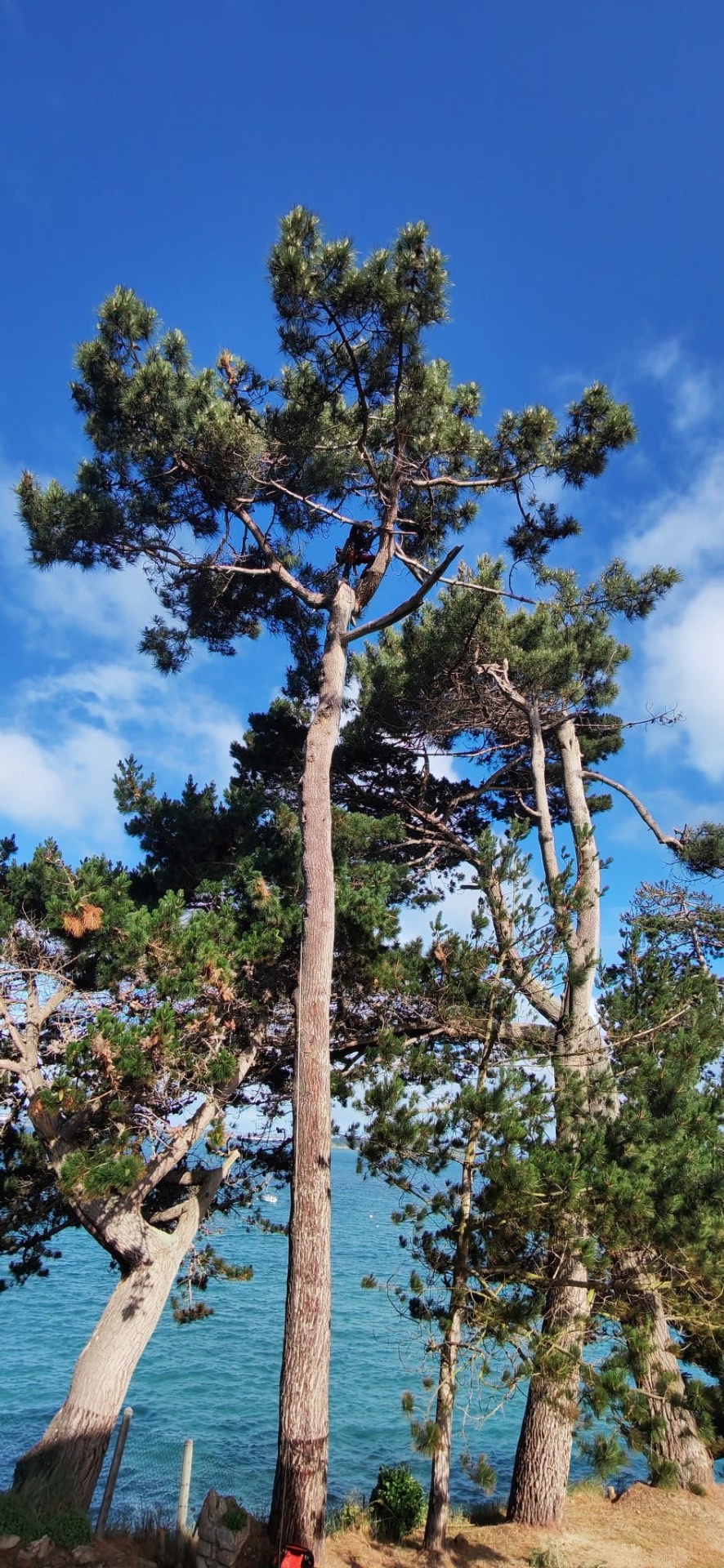 Démontage d'un arbre par rétention en zone contrainte