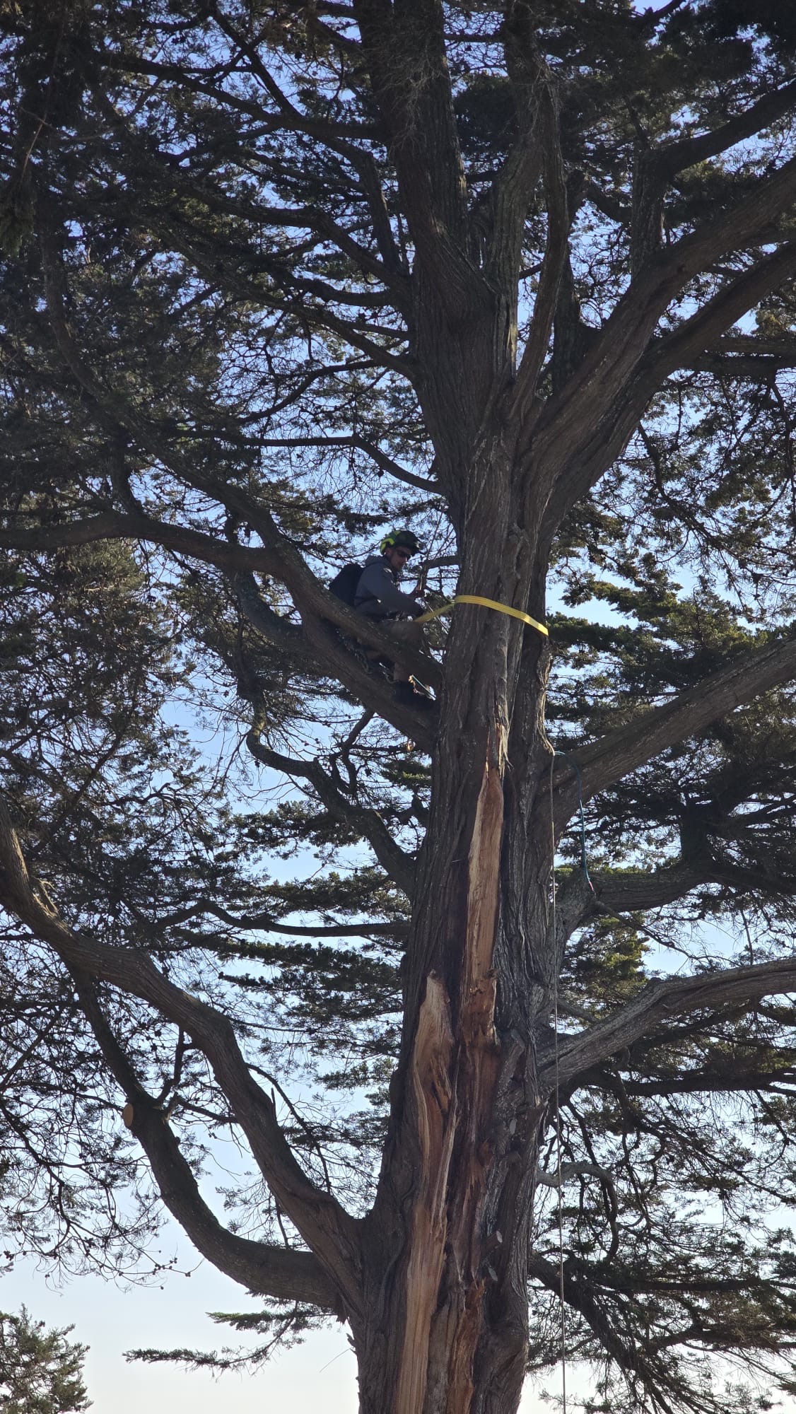 Rééquilibrage d'un arbre penché