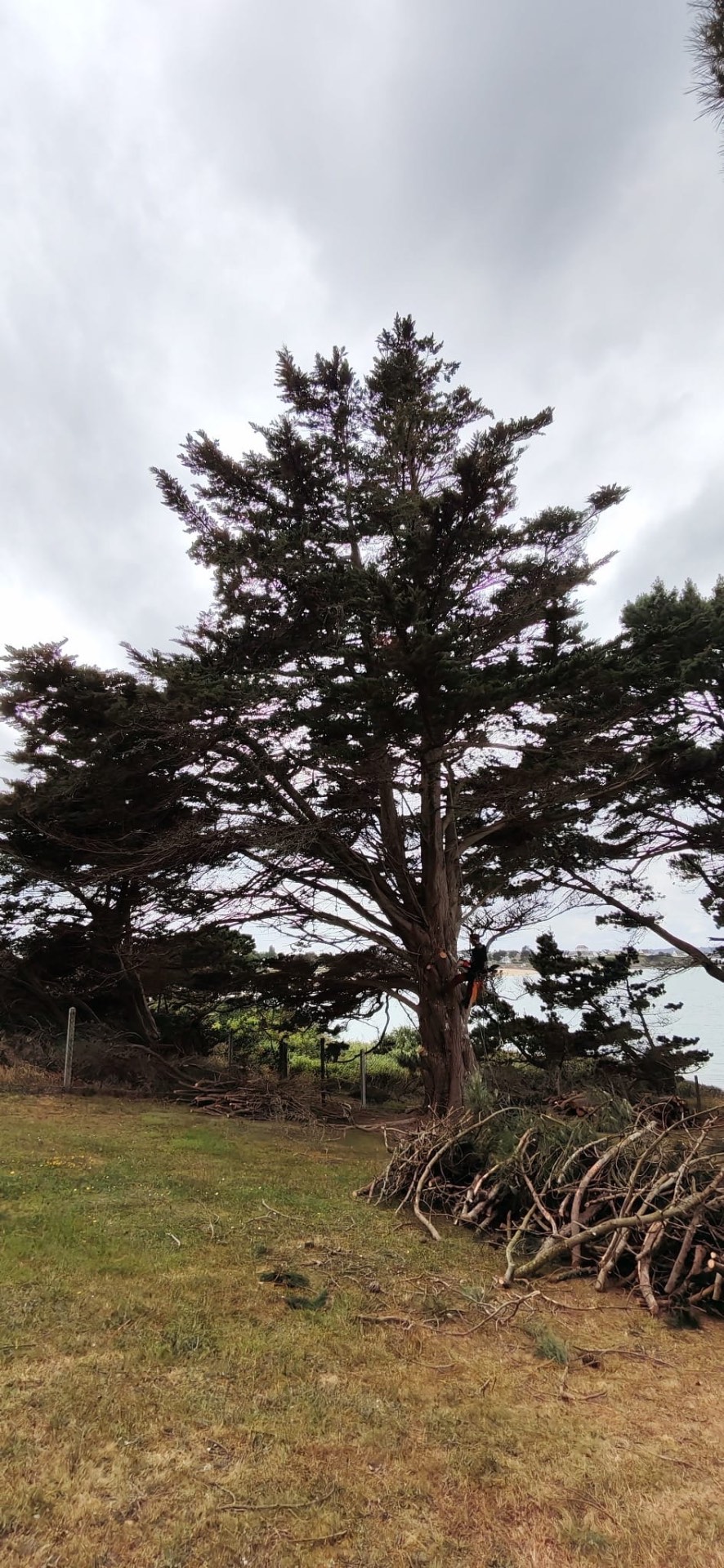 Taille de formation sur jeune arbre