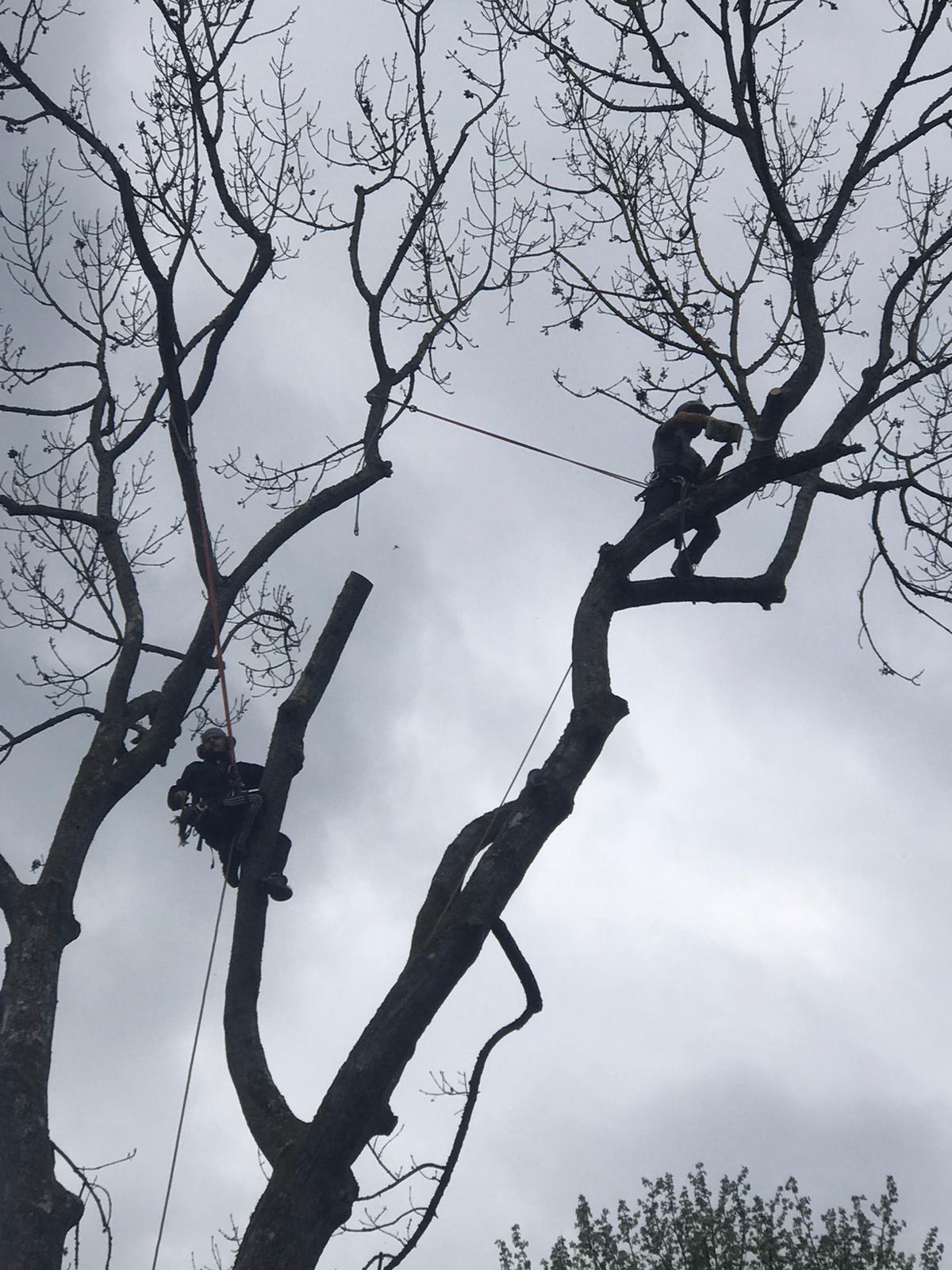 Sécurisation d'un arbre dépérissant