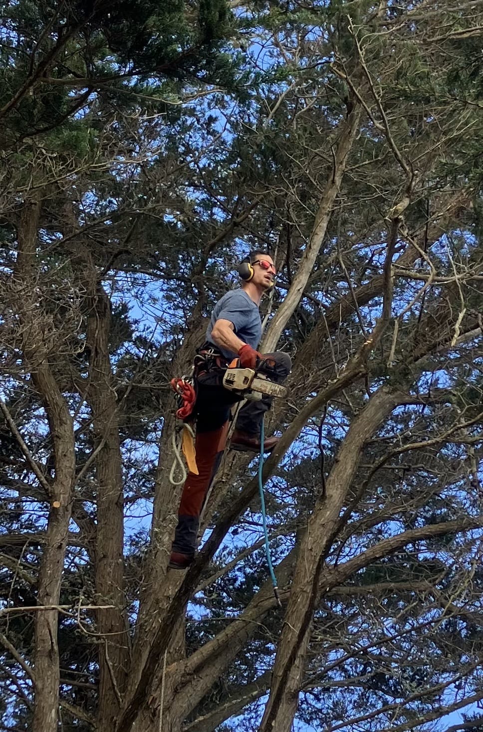 Coupe de branches maîtresses à la tronçonneuse en grimpé