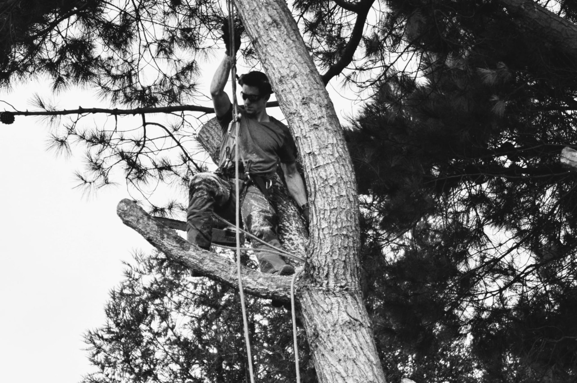 Portrait d'artisan élagueur sur son chantier